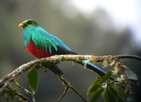 Golden-headed Quetzal 1