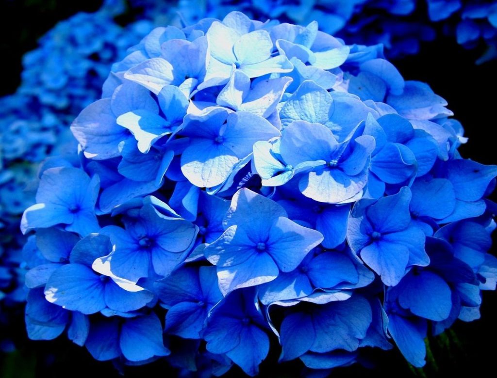 hortensias-azules