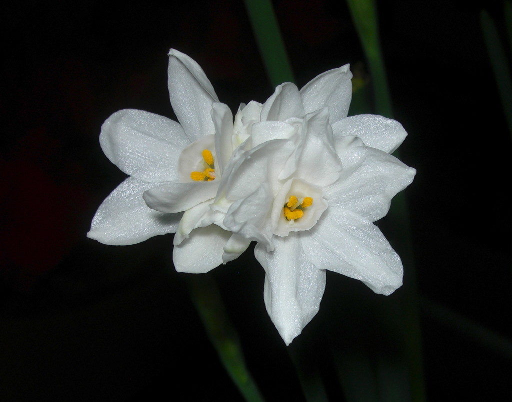 narciso flor_1