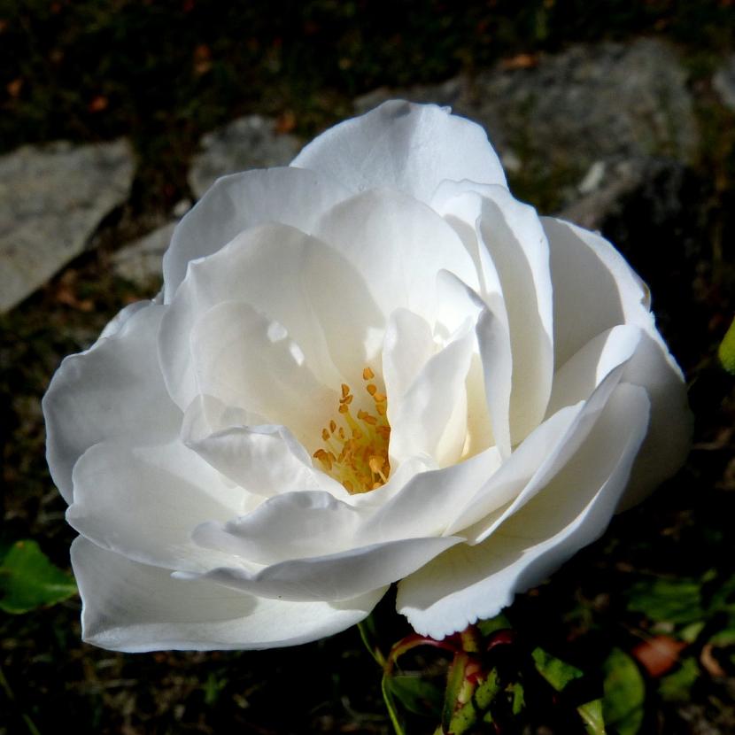 rosa