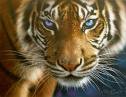 tigre